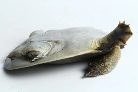 Common softshell turtle or asiatic softshell turtle (Amyda cartilaginea) Stock Photos