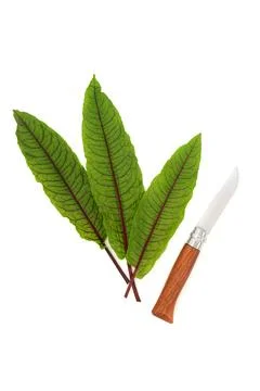 Common Sorrel Herb Green Leaf Superfood Fresh Salad Food Stock-Fotos