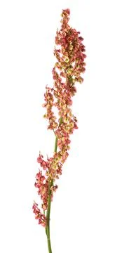 Common sorrel Stock-Fotos