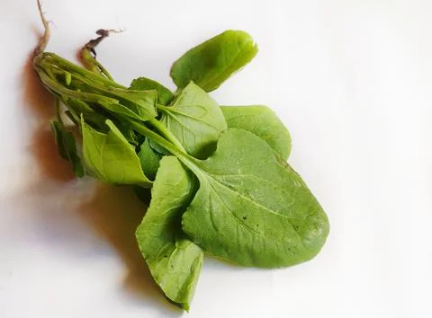 Common sorrel Stock Photos