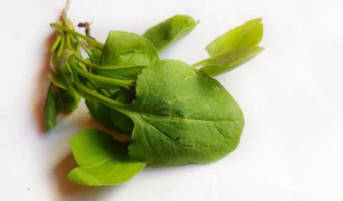 Common sorrel Stock Photos