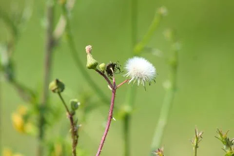 Common sowthistle in bloom closeup view with selective focus Stock-Fotos