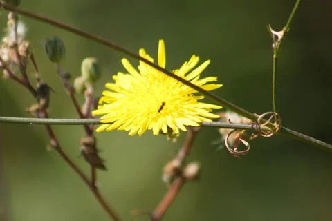 Common sowthistle in bloom closeup view with blurred background Foto stock