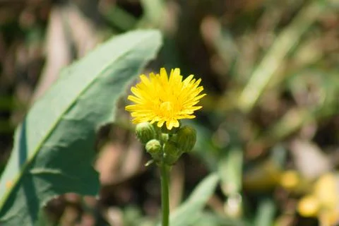 Common sowthistle in bloom closeup view with blurred background Stock-Fotos