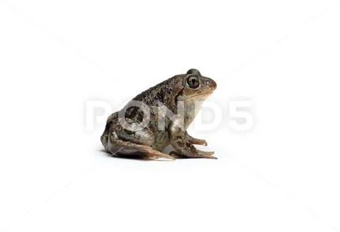 Common Spadefoot Frog Stock Photos