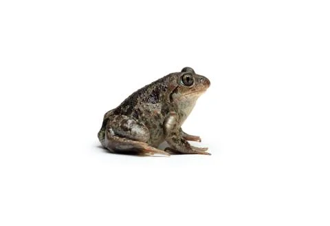 Common Spadefoot Frog Stock Photos
