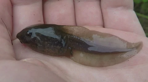 Common spadefoot tadpole Stock Footage 68635489