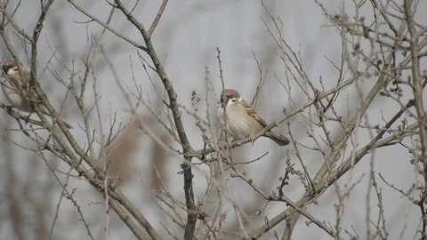 Common sparrow laid on a tree branch (Passero) 4K- Italian Nature Video stock 109549225