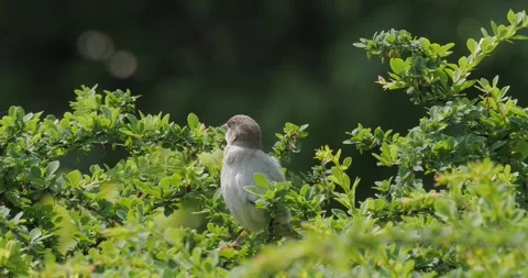 Common Sparrow Passer Domesticus in the spring city Stock Footage 242598248