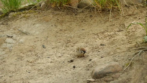Common Sparrow pecks seeds Stock Footage 132351783