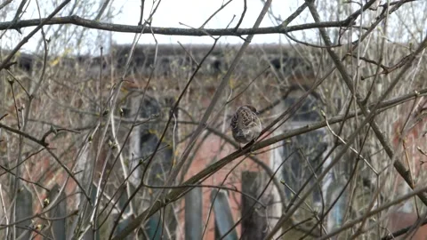 Common sparrow sitting on a budding branch and flying away in spring Stock Footage 331851753