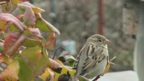 Common sparrow twirls its head on a branch, side view Vídeos de archivo 223280790