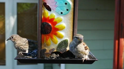 Common Sparrows Eating Sunflowers on A Bird Feeder Stock Footage 54077357