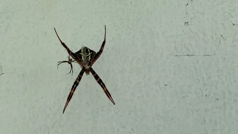 Common spider (Argiope anasuja) is a harmless orb-weaver spider Vidéo 347543712