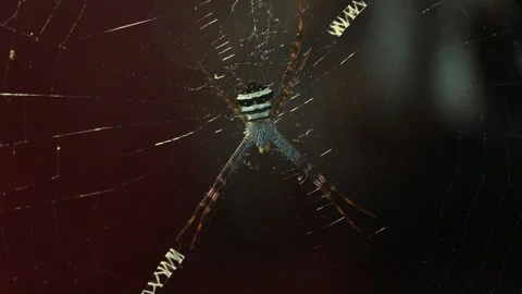 A common spider on his net . Stock Footage 132734296