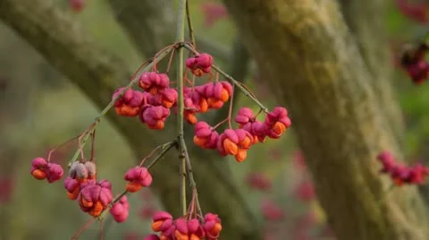 Common spindle (Euonymus europaeus) Stock Footage 18008386