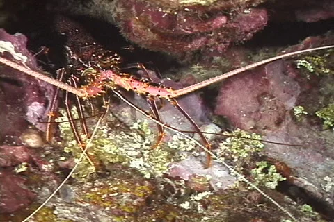 Common spiny lobster walking at night, Panulirus penicillatus, UP9249 Stock Footage 62072809