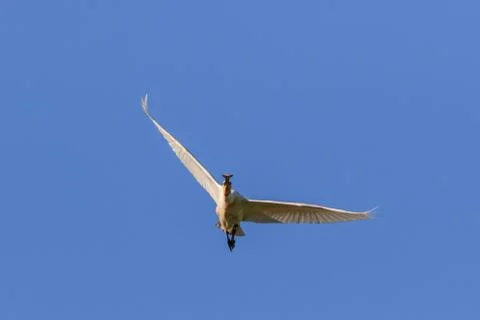 Common Spoonbill in flight Stock Photos
