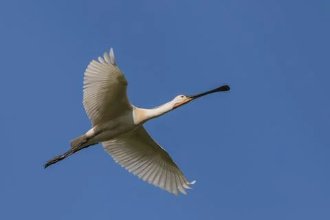 Common Spoonbill in flight Stock Photos