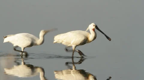 Common spoonbill / Platalea leucorodia Stock Footage 24965028