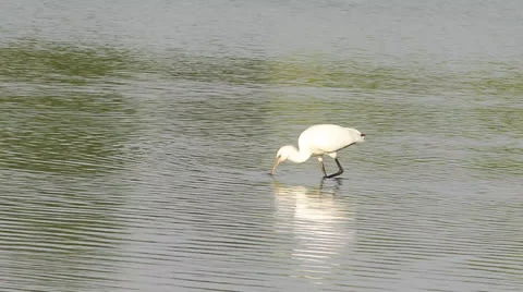 Common spoonbill / Platalea leucorodia Stock Footage 24965530