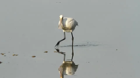 Common spoonbill / Platalea leucorodia Stock Footage 24967344