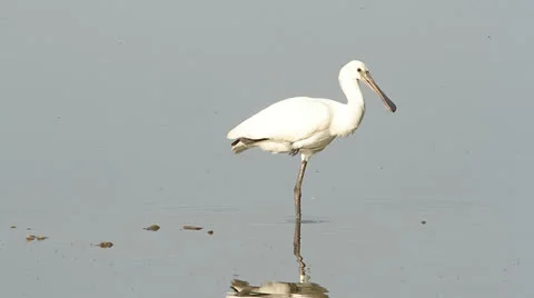 Common spoonbill / Platalea leucorodia Stock Footage 24968038