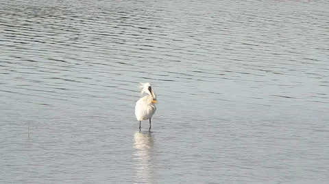 Common spoonbill in the water Stock Footage 24086551