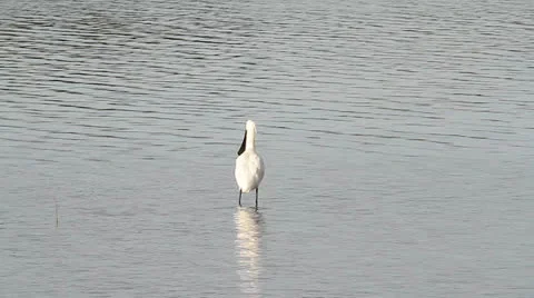 Common spoonbill in the water Stock Footage 24086724