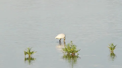 Common spoonbill in the water Stock Footage 24087322