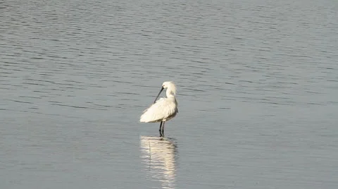 Common spoonbill in the water Stock Footage 24087549