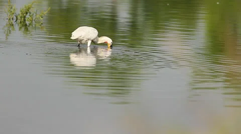 Common Spoonbills - Platalea leucorodia Stock Footage 24692011