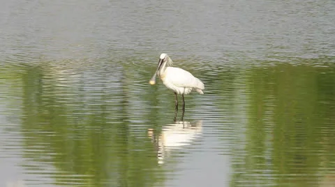 Common Spoonbills - Platalea leucorodia Stock Footage 24692093