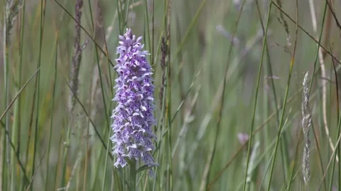 COMMON SPOTTED ORCHID 4K Stock Footage 133641619