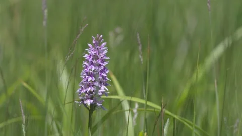 COMMON SPOTTED ORCHID 4K Stock Footage 133642692