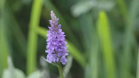 COMMON SPOTTED ORCHID 4K Stock Footage 133643291