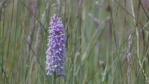 COMMON SPOTTED ORCHID 4K Stock Footage 133643686