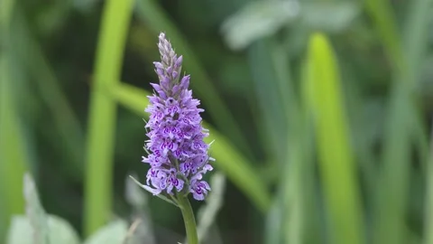 COMMON SPOTTED ORCHID 4K Stock Footage 133644107