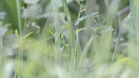 COMMON SPOTTED ORCHID 4K Stock Footage 133644264