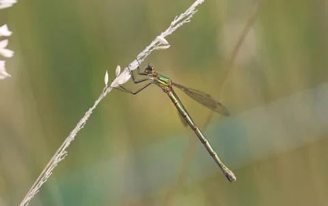 Common Spread-wing - Lestes sponsa Stock Photos
