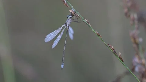 A common spreadwing dragonfly perched on a blade of grass in the morning dew Stock Footage 336982285