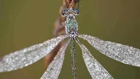 A common spreadwing dragonfly perched on a blade of grass in the morning dew Stock Footage 336982858