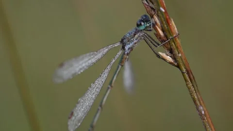 A common spreadwing dragonfly perched on a blade of grass in the morning dew Video stock 336982891