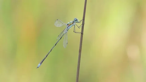 Common Spreadwing - Lestes sponsa 1 Stock Footage 225471549