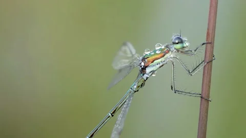Common Spreadwing - Lestes sponsa 2 Stock Footage 225472491