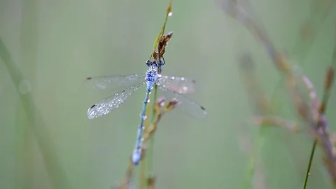 Common spreadwing in the morning with dew Stock Footage 91167504