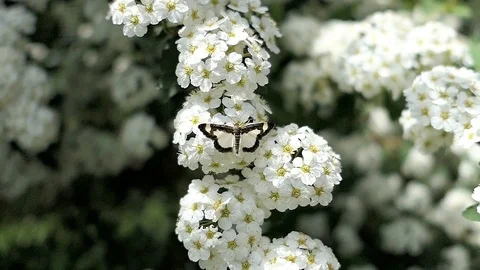 Common Spring Moth Heliomata cycladata getting nectar from flowers. Video stock 100050029
