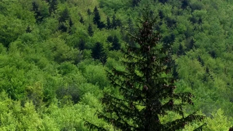 Common spruce in a beech mountain. 스톡 동영상 155016203