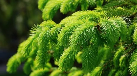 Common spruce 库存照片