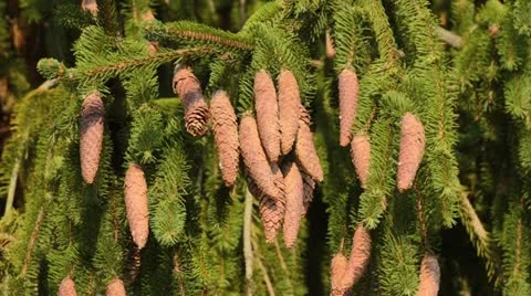 Common spruce (Picea abies 'Viminalis') Stock Footage 12900014